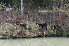 Nettoyage des berges