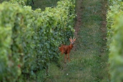 Chevreuil male ou brocard