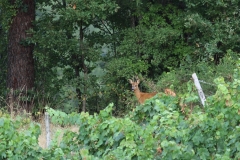 Chevreuil male ou brocard