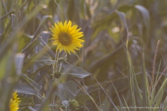 Tournesol