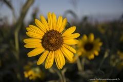 Tournesol