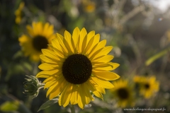 Tournesol