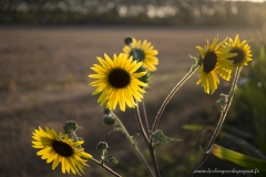 Tournesol