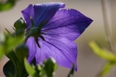 fleur-de-platycodon_14477397132_o