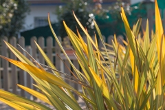 le-phormium_13985986714_o