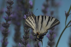 Le machaon