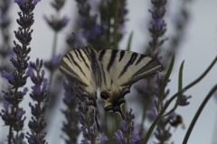 Le machaon