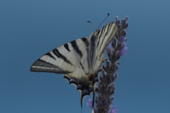 Le machaon