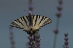 Le machaon