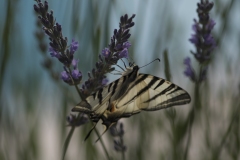 Le machaon