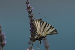 Le machaon