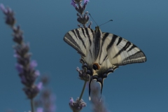 Le machaon