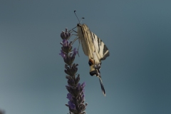 Le machaon