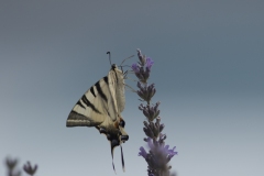 Le machaon