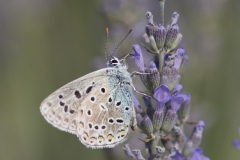 Silver-studded blue