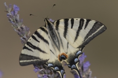 Le machaon