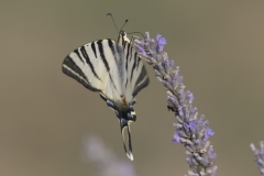 Le machaon