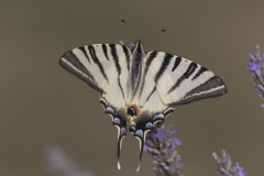 Le machaon