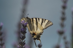 Le machaon