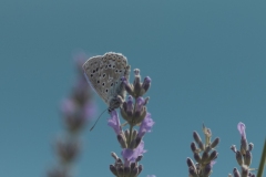 Silver-studded blue