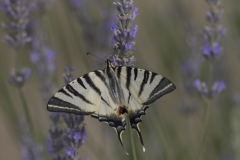 Le machaon