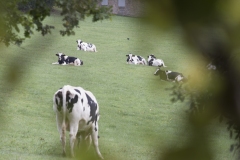 Vaches laitière Holstein