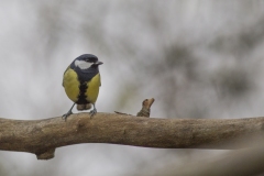 Mésange charbonière