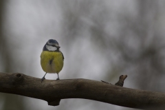 mésange bleue