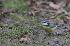 mésange bleue