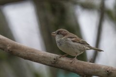 Moineau