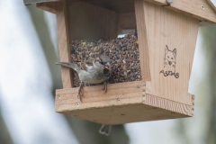 Moineau