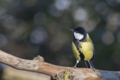 Mésange Charbonière