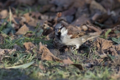 Moineau