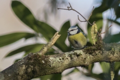 mésange bleue