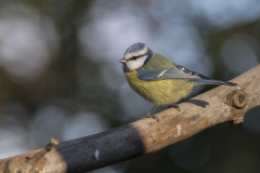 mésange bleue