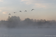 Vol de canards