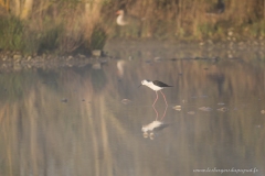 Echasse blanche