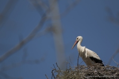 Cigogne