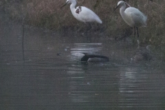 Aigrette garzette