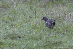 Poule d'eau