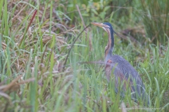 Heron pourpré