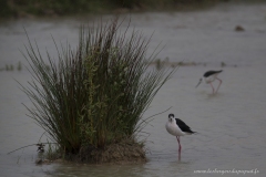 Echasse blanche