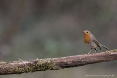 Rouge gorge