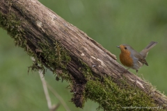 Rouge gorge