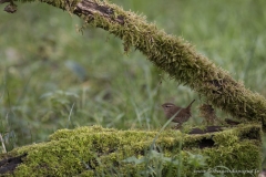 Troglodyte mignon