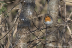 Rouge gorge