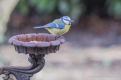 Mésange bleue