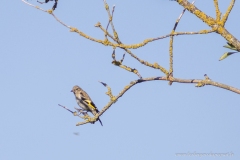 Jeune Chardonneret élégant