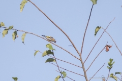 Chardonneret élégant