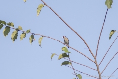 Chardonneret élégant